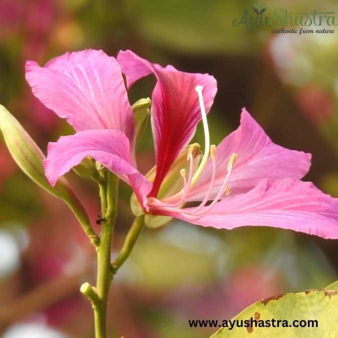 Karanja -Astringent herb